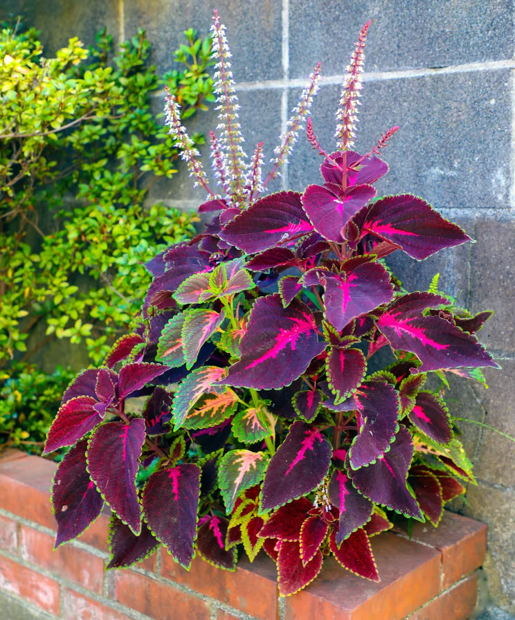 Potted Coleus Plants