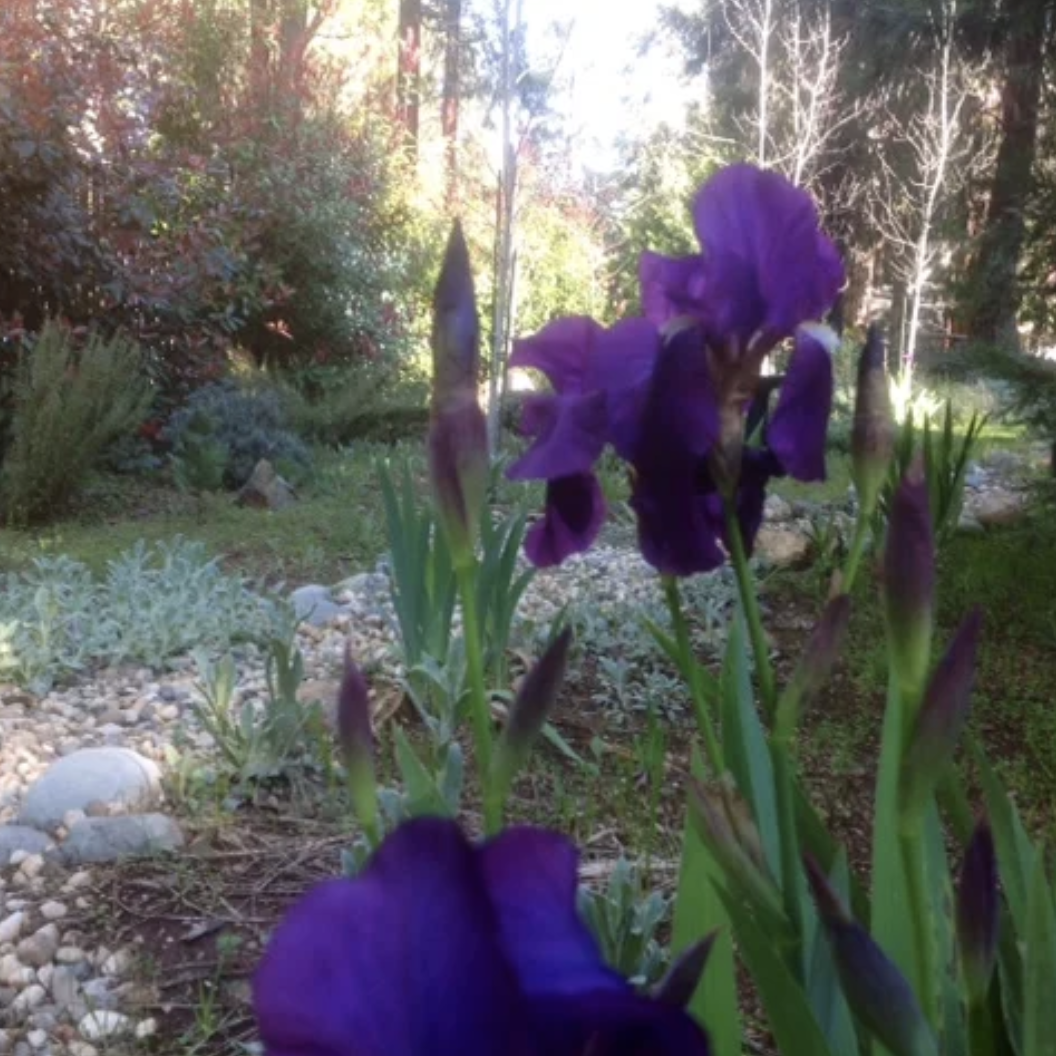 Lily's Garden