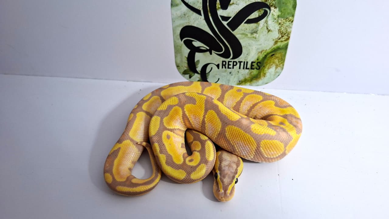 Banana Cinnamon Enchi Pastel Male 66% Het Clown