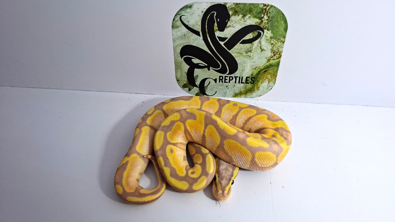 Banana Cinnamon Enchi Pastel Male 66% Het Clown