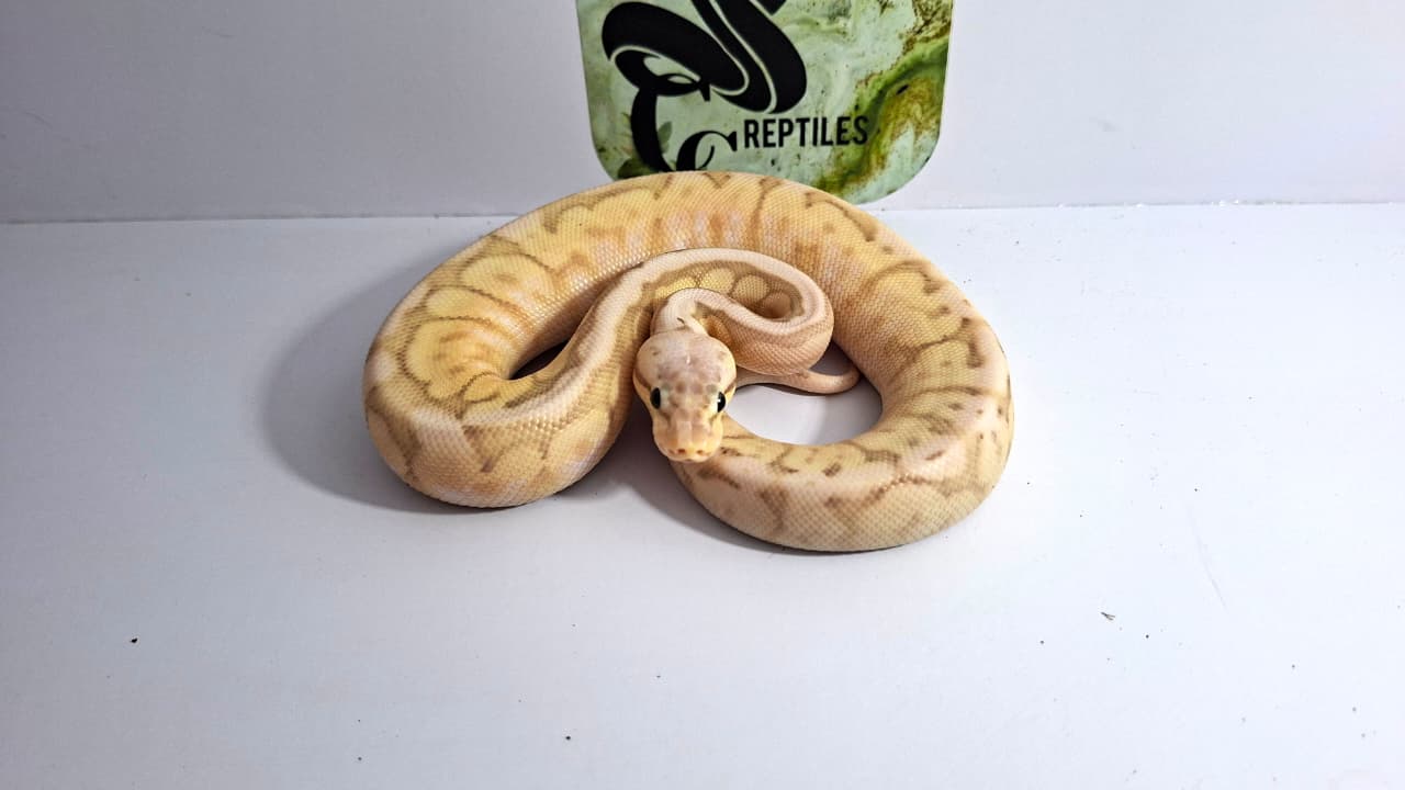 Pastel Cinnamon Fire Spider 66% Het Clown 