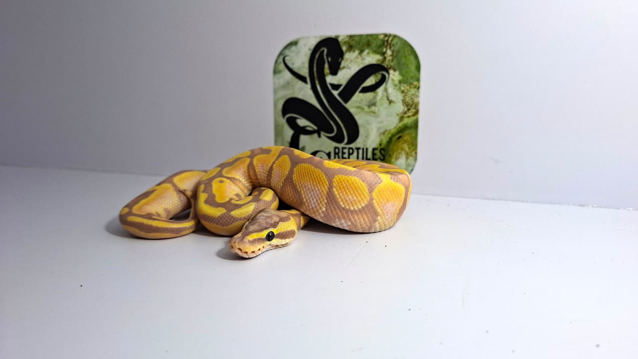 Banana Cinnamon Enchi Pastel Male 66% Het Clown