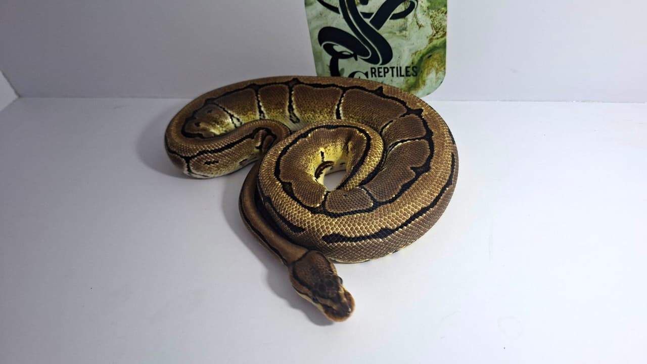 Pinstripe Het Desert Ghost Female Yearling