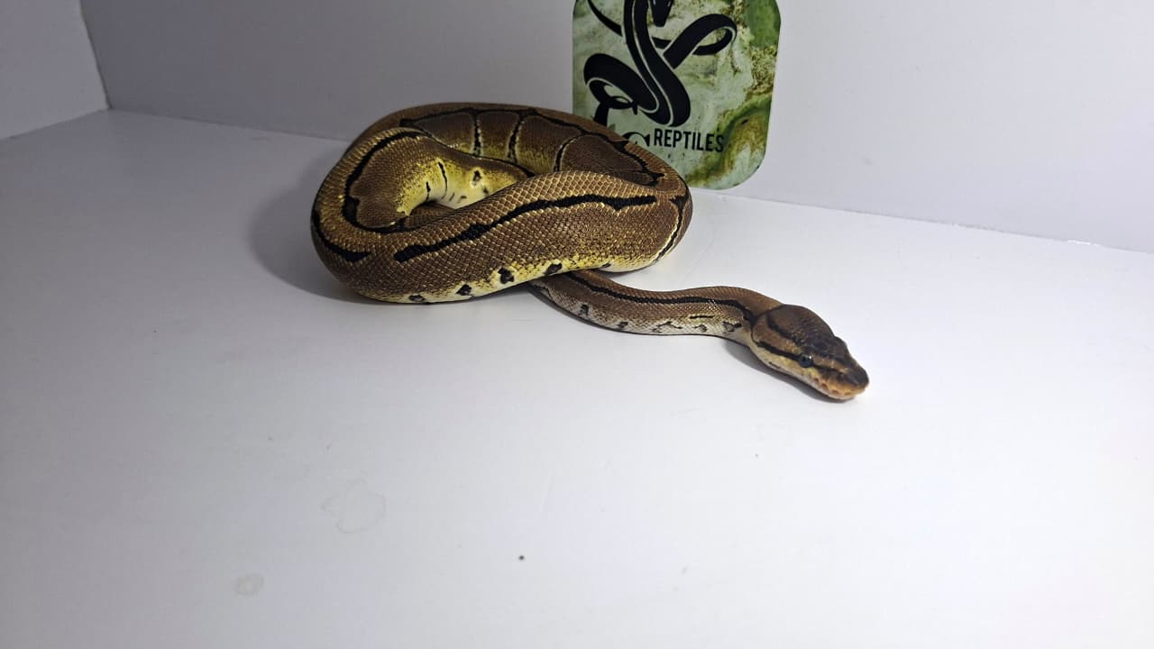 Pinstripe Het Desert Ghost Female Yearling