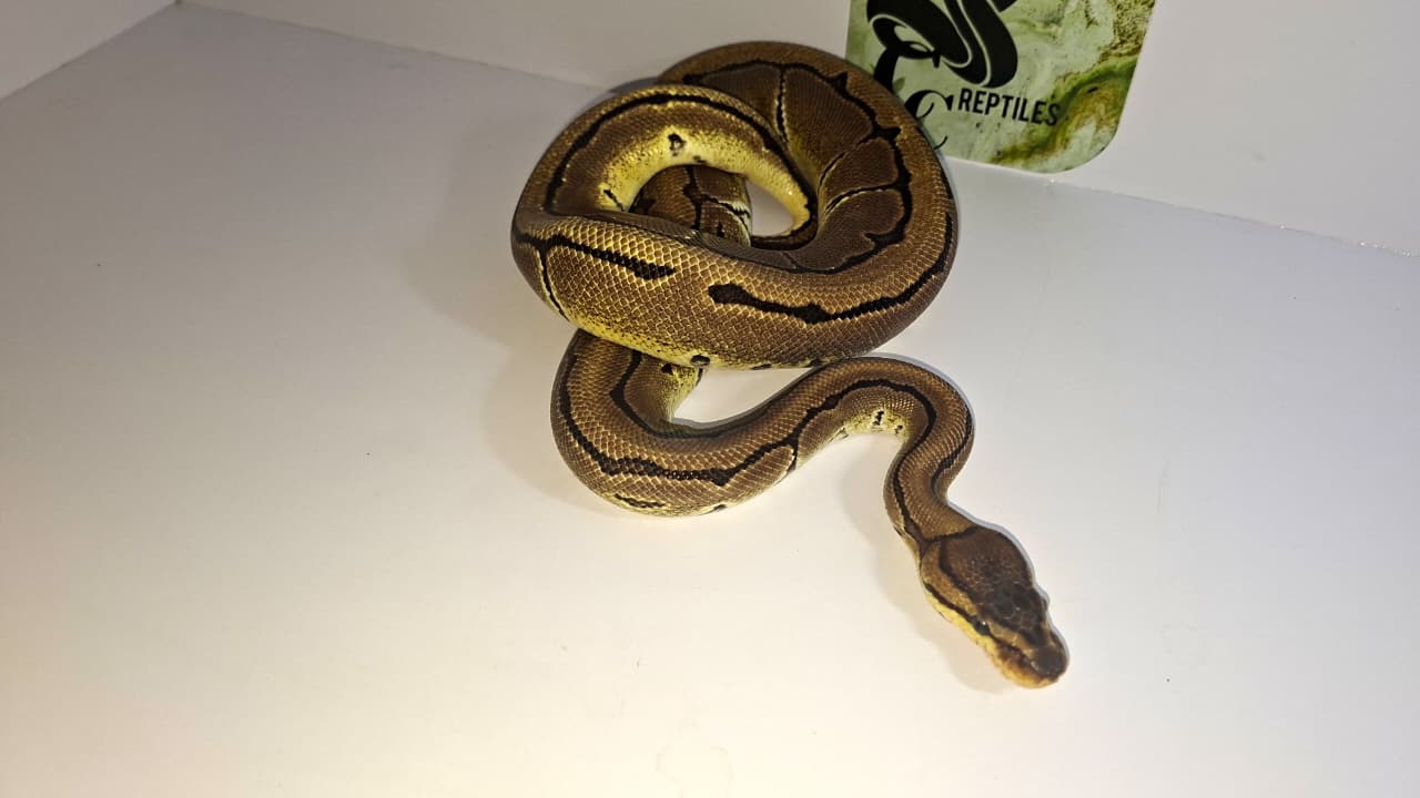 Pinstripe Het Desert Ghost Female Yearling