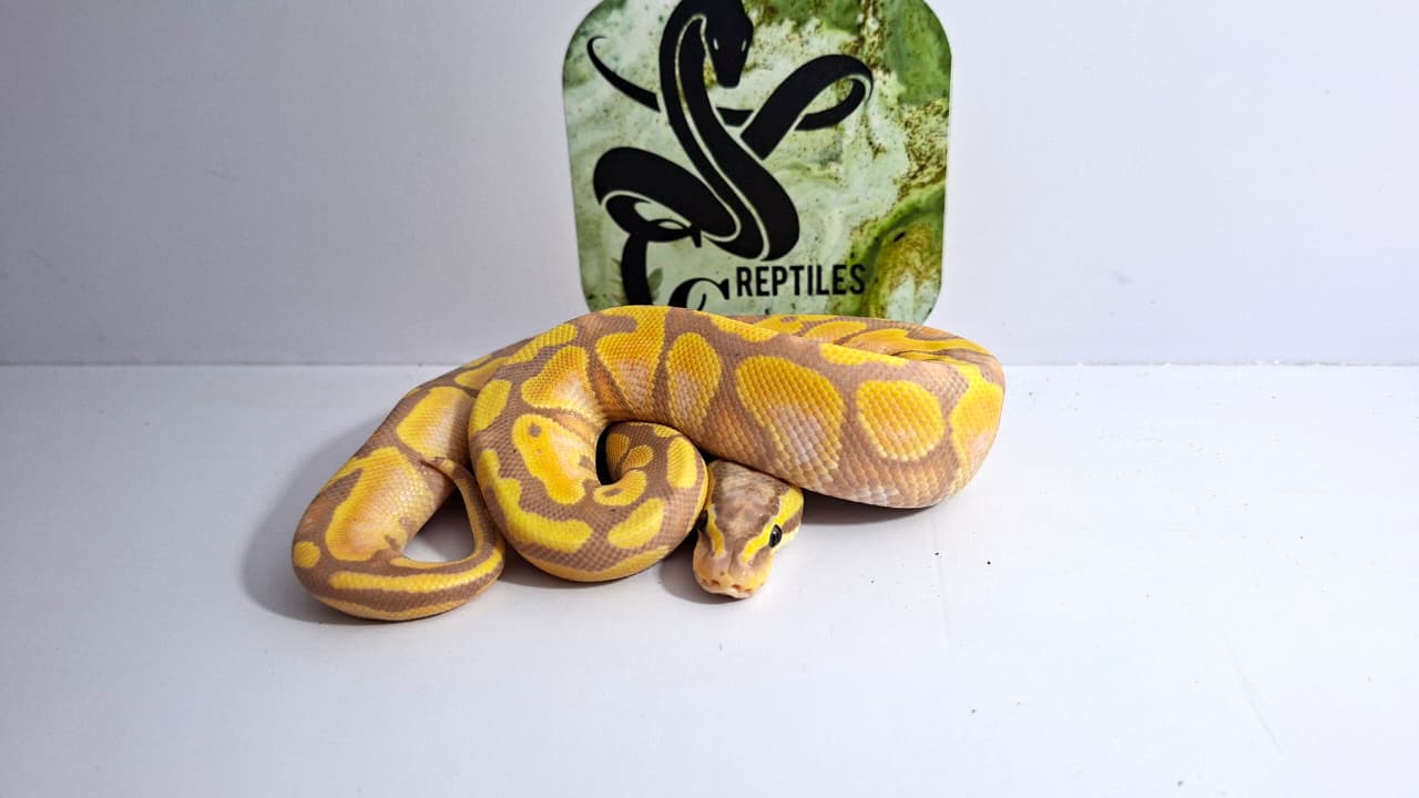 Banana Cinnamon Enchi Pastel Male 66% Het Clown