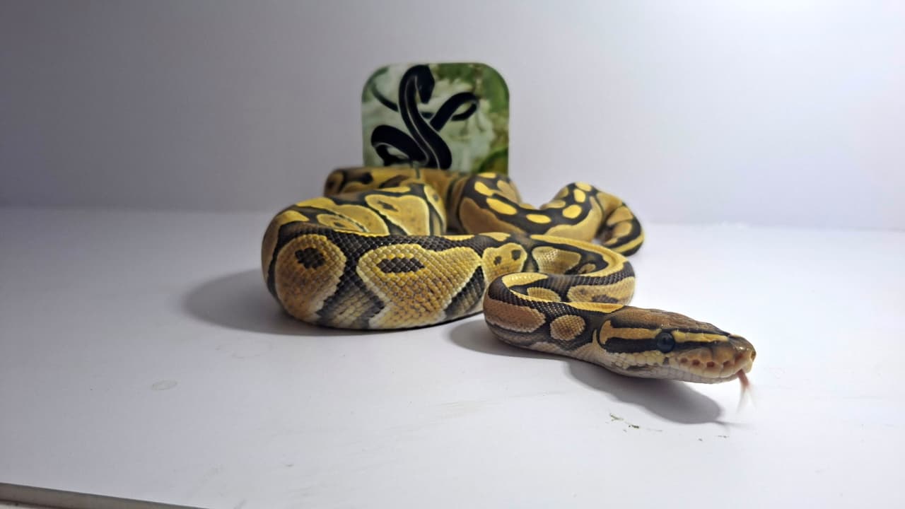 Hypo Het Clown Male Yearling 