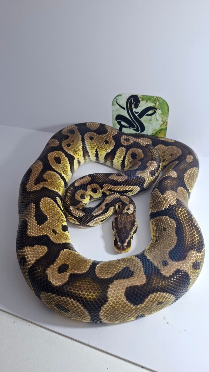 Adult Male Pastel Het Desert Ghost