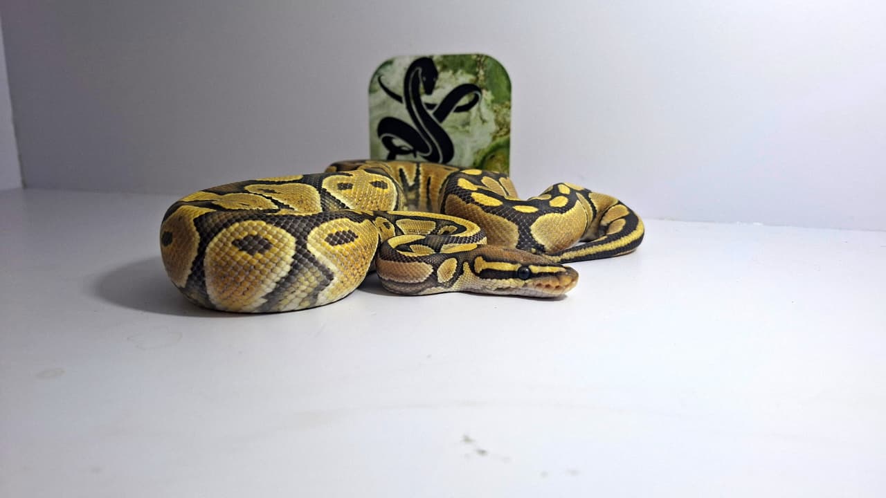 Hypo Het Clown Male Yearling 