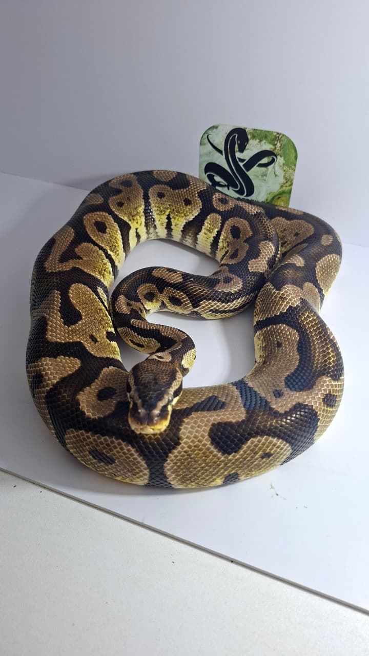 Adult Male Pastel Het Desert Ghost