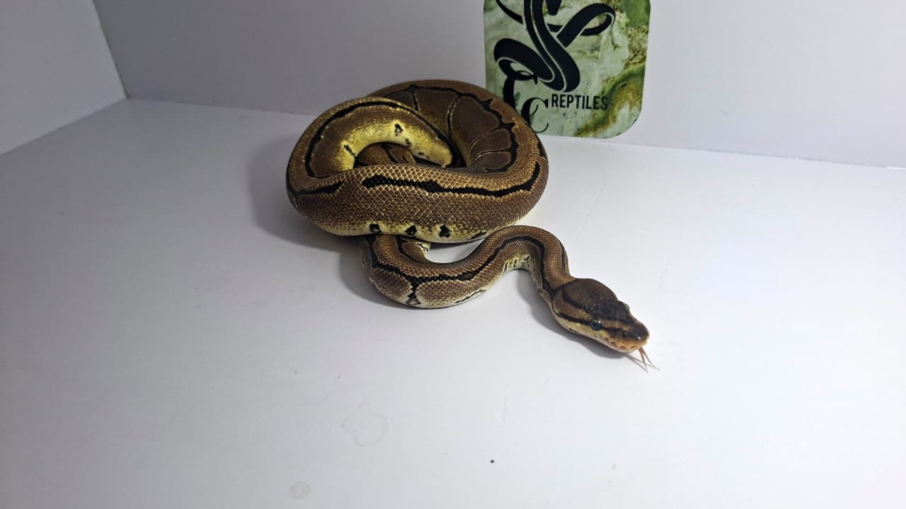 Pinstripe Het Desert Ghost Female Yearling