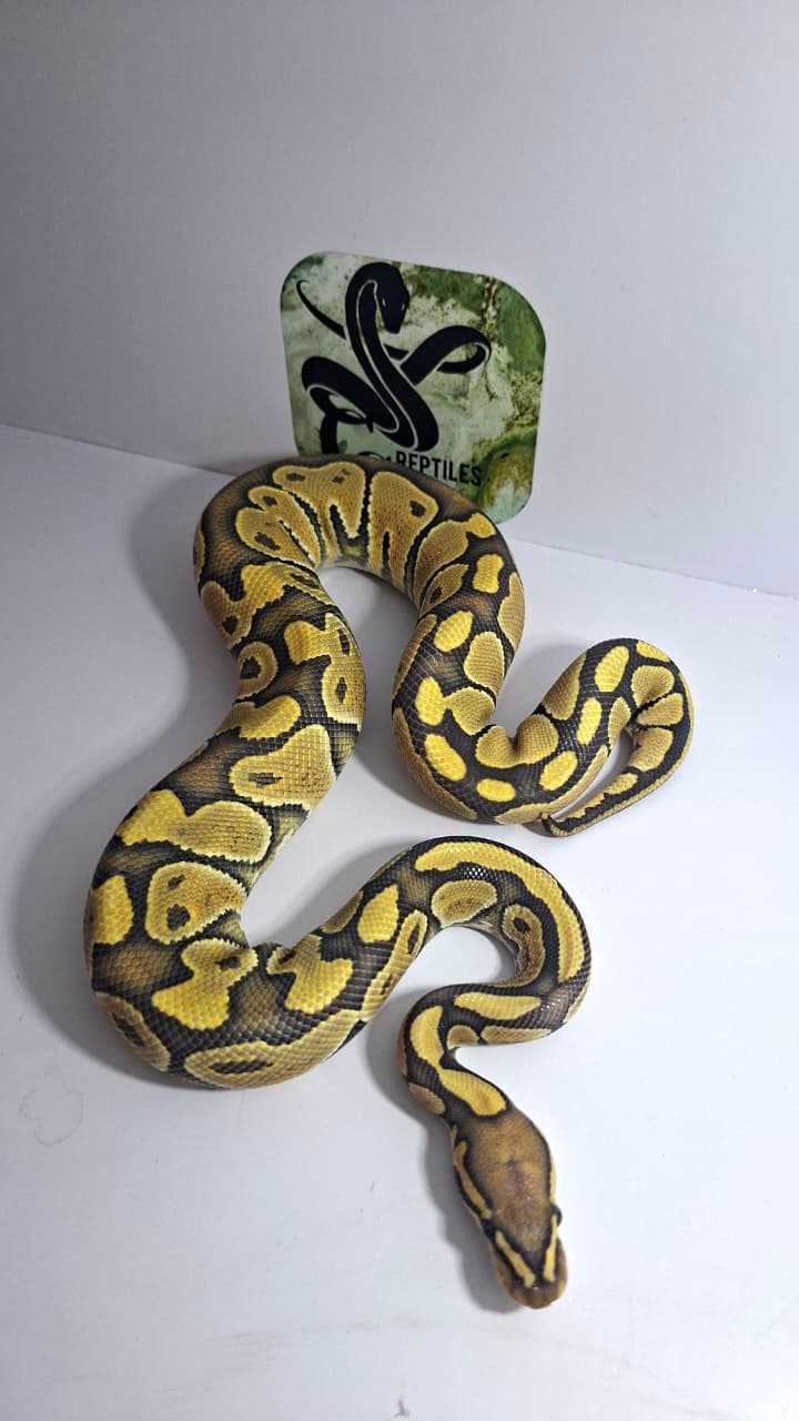 Hypo Het Clown Male Yearling 