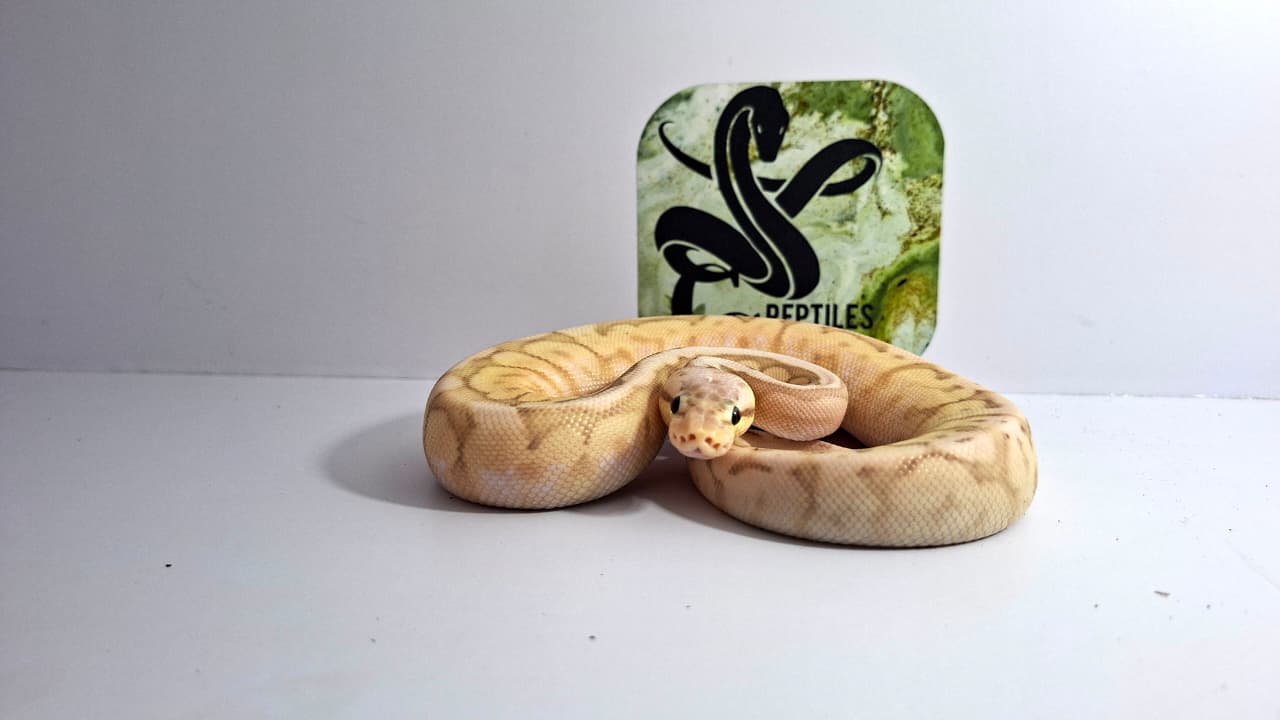 Pastel Cinnamon Fire Spider 66% Het Clown 