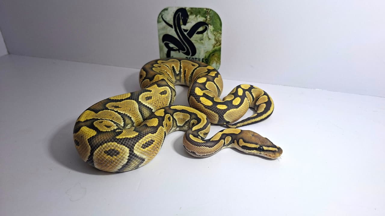 Hypo Het Clown Male Yearling 