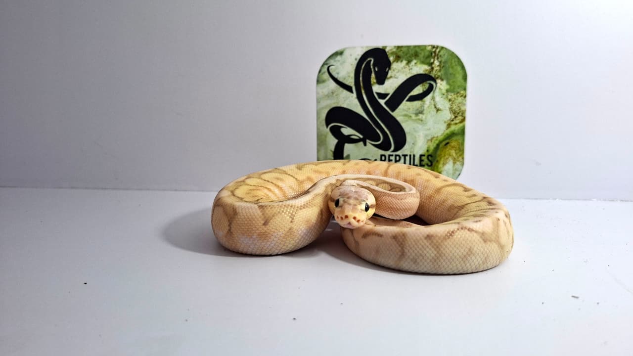 Pastel Cinnamon Fire Spider 66% Het Clown 