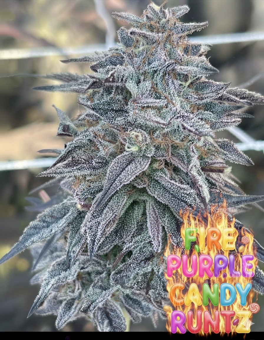 Fire Purple Candy Runtz Bud