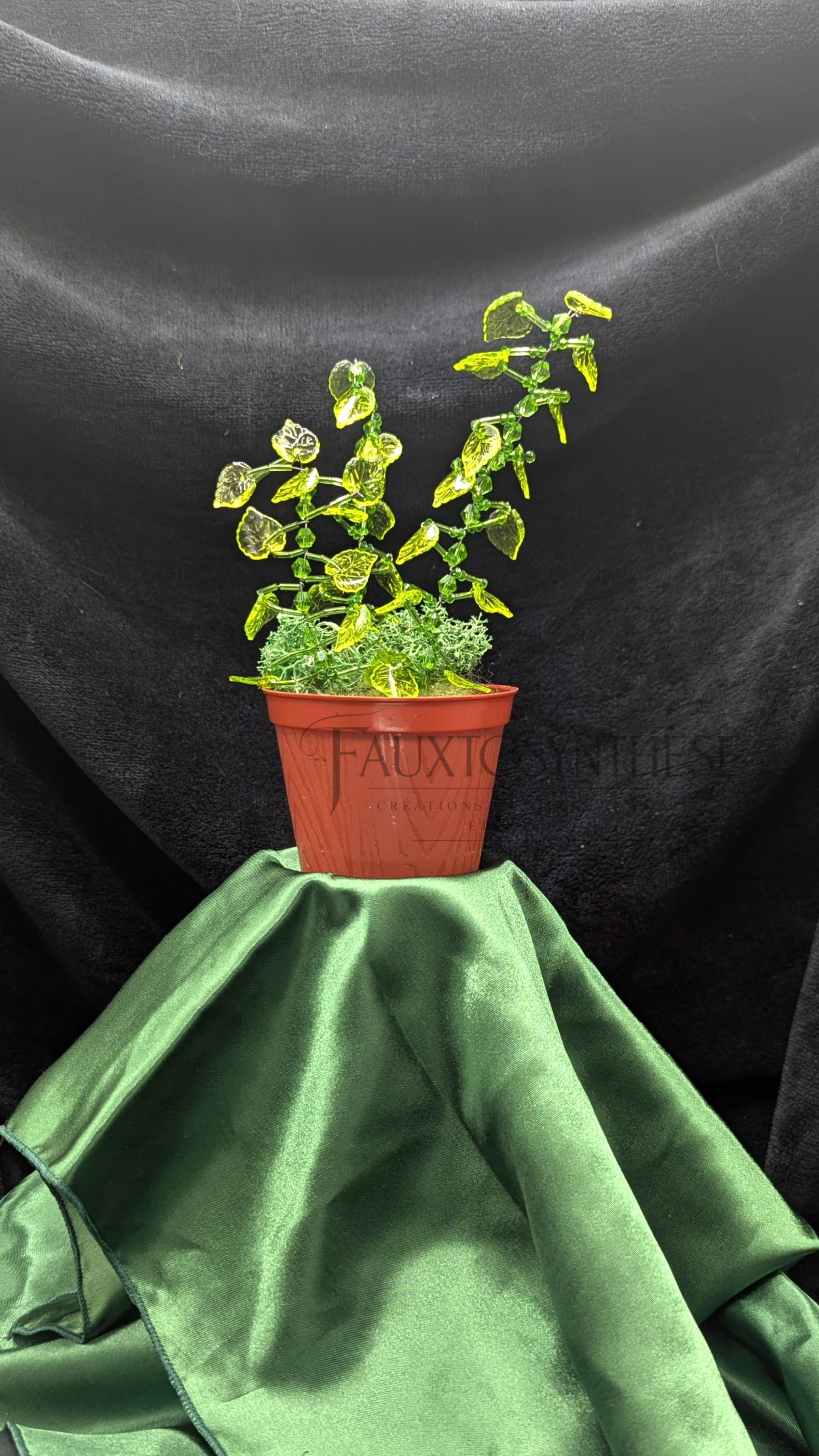 La "Gère ta fougère"