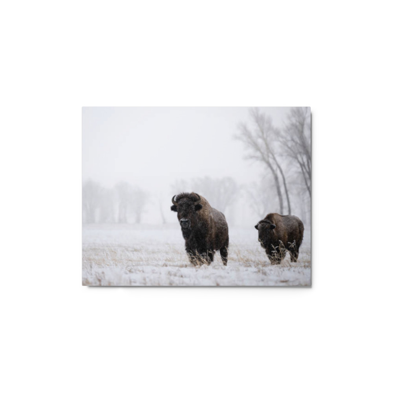 Bison wall art metal print