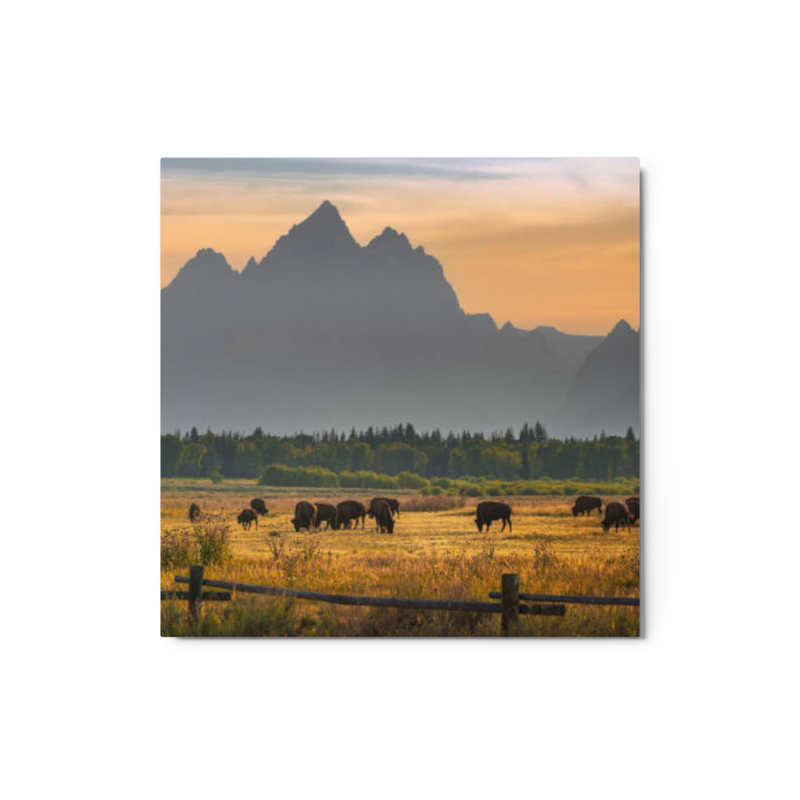 Bison wall art metal prints