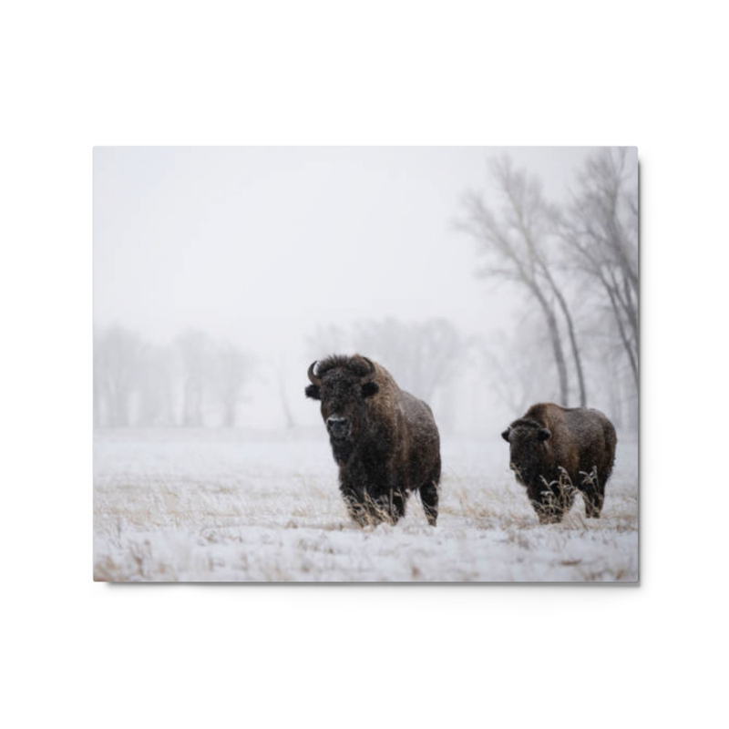Bison wall art metal print