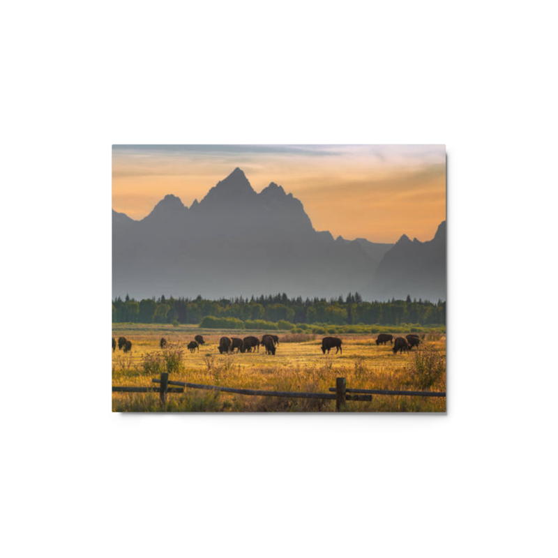 Bison wall art metal prints
