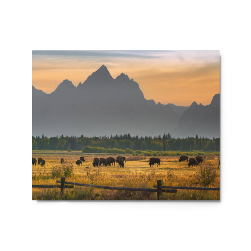 Bison wall art metal prints