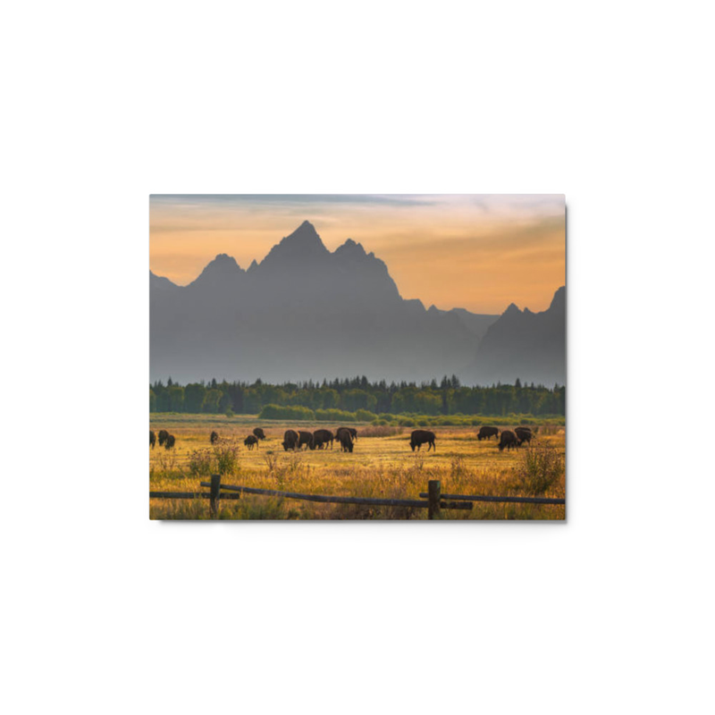 Bison wall art metal prints