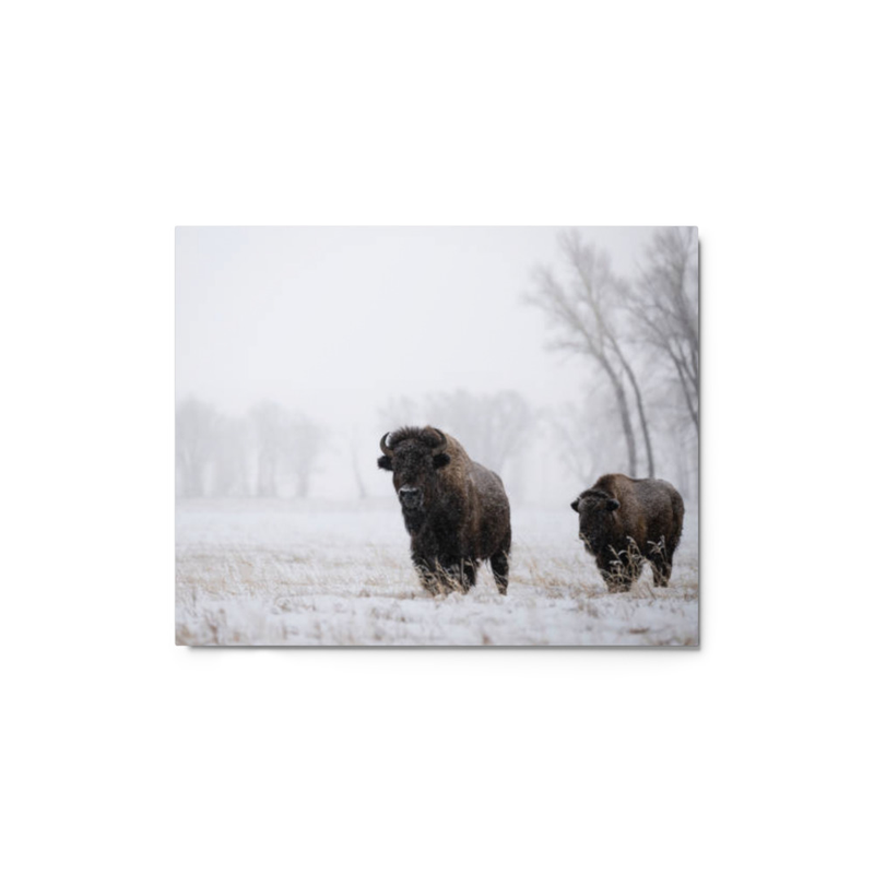 Bison wall art metal print
