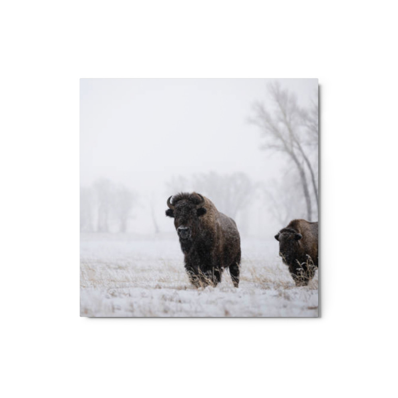 Bison wall art metal print