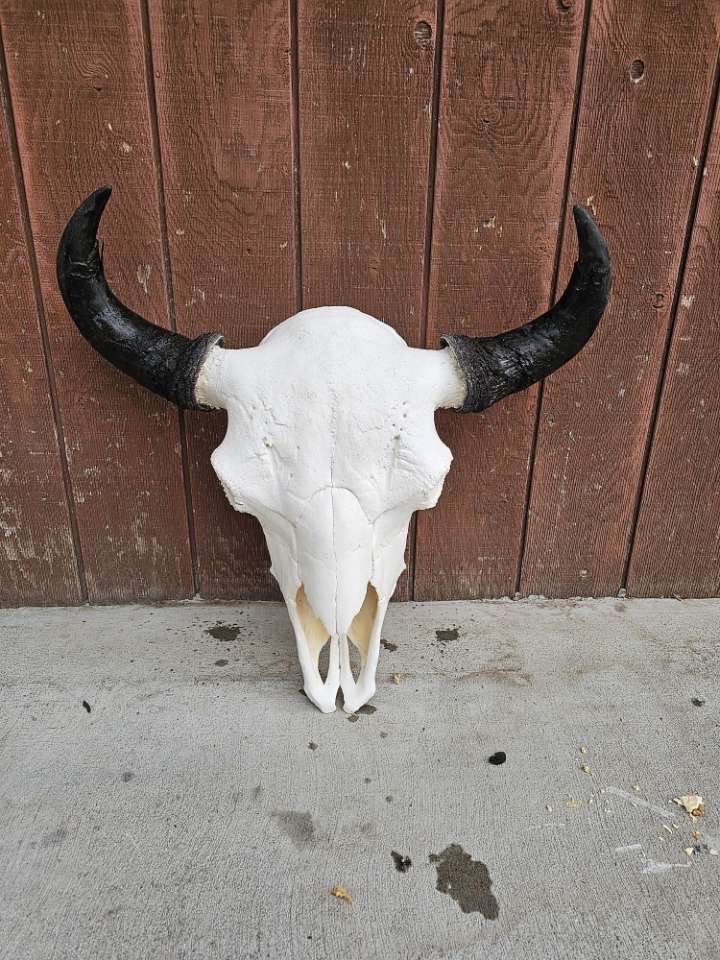 Extra Large Herd Bull Skulls 