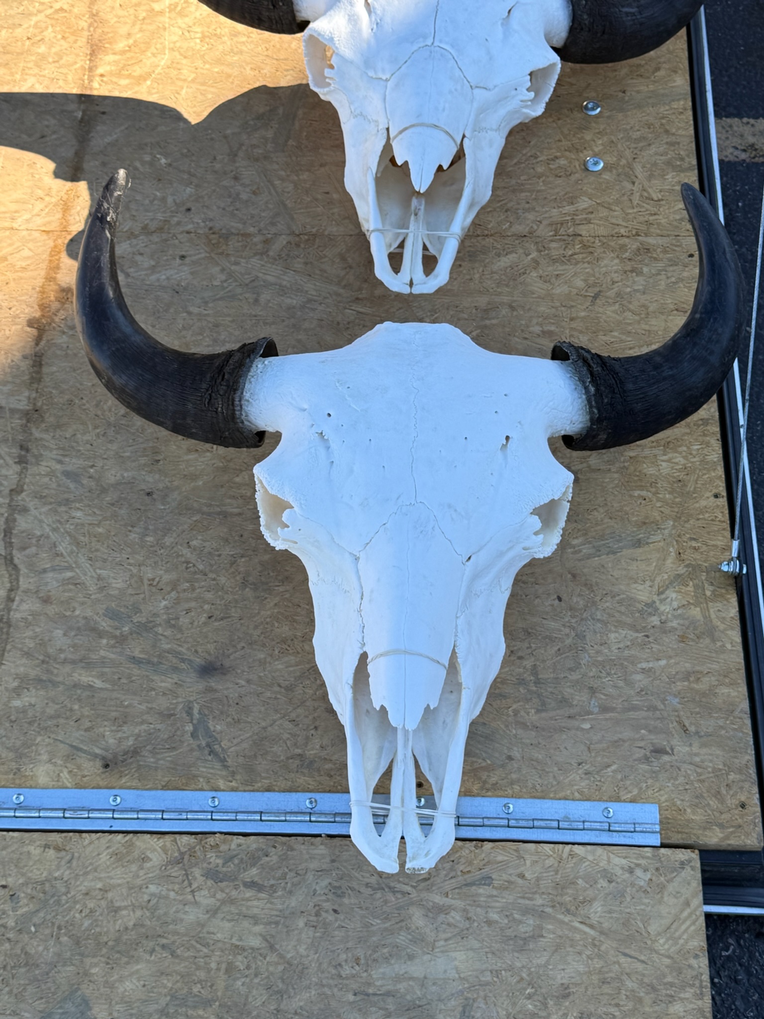 Extra Large Herd Bull Skulls 