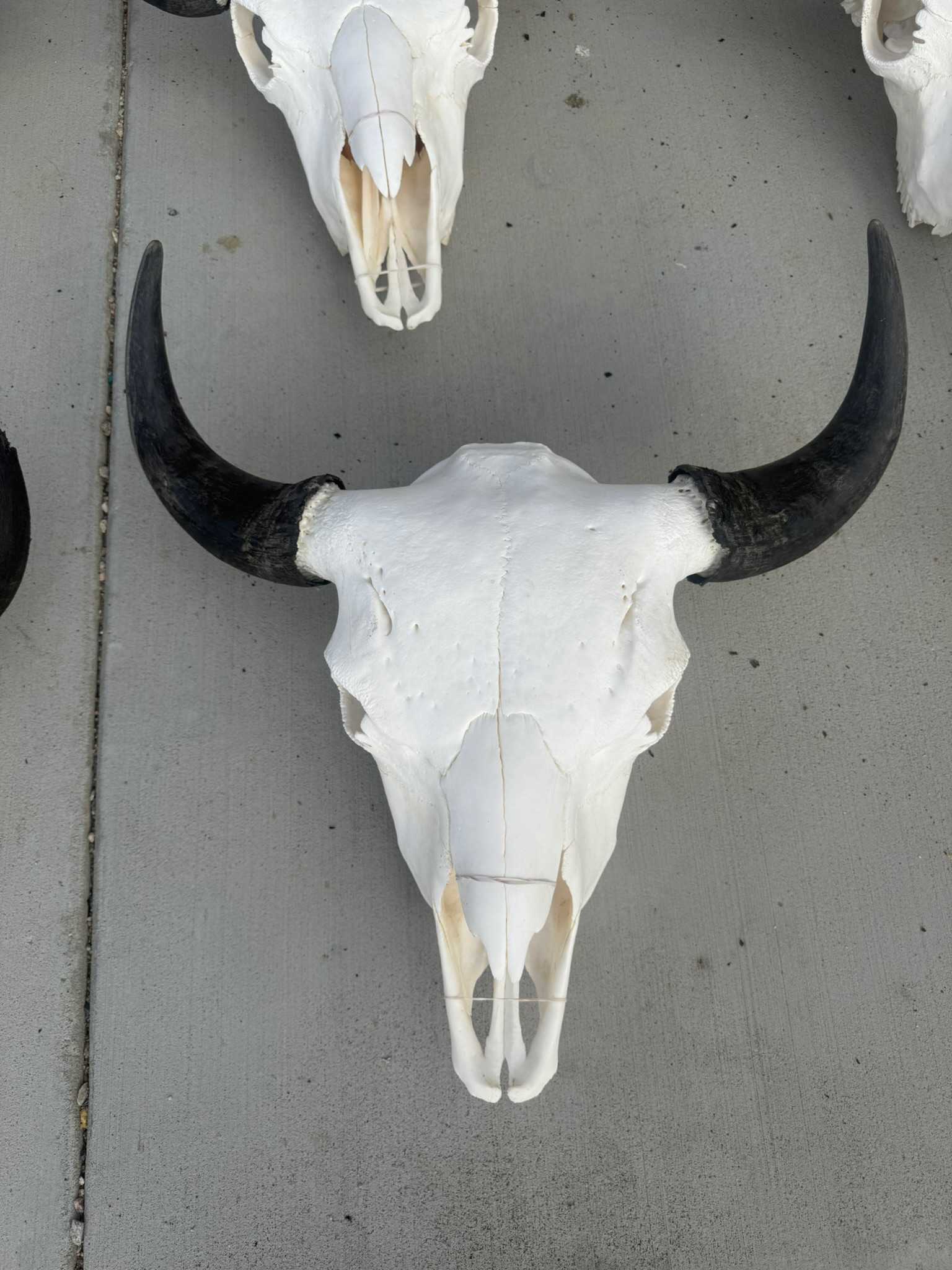 Mature Bull Skulls 