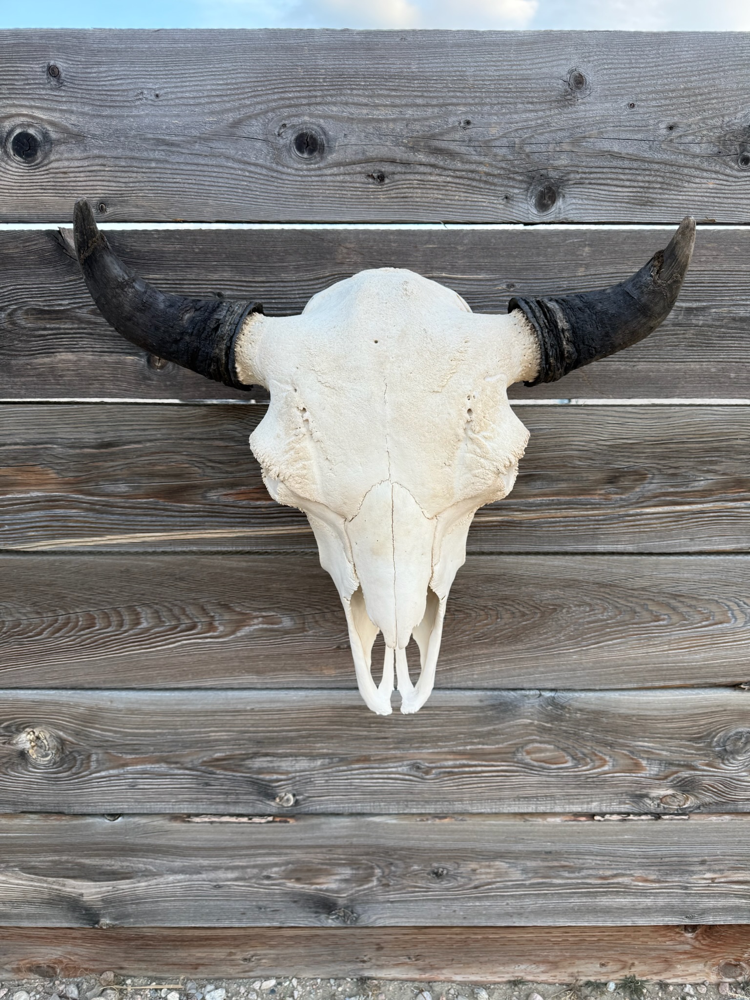 Extra Large Herd Bull Skulls 
