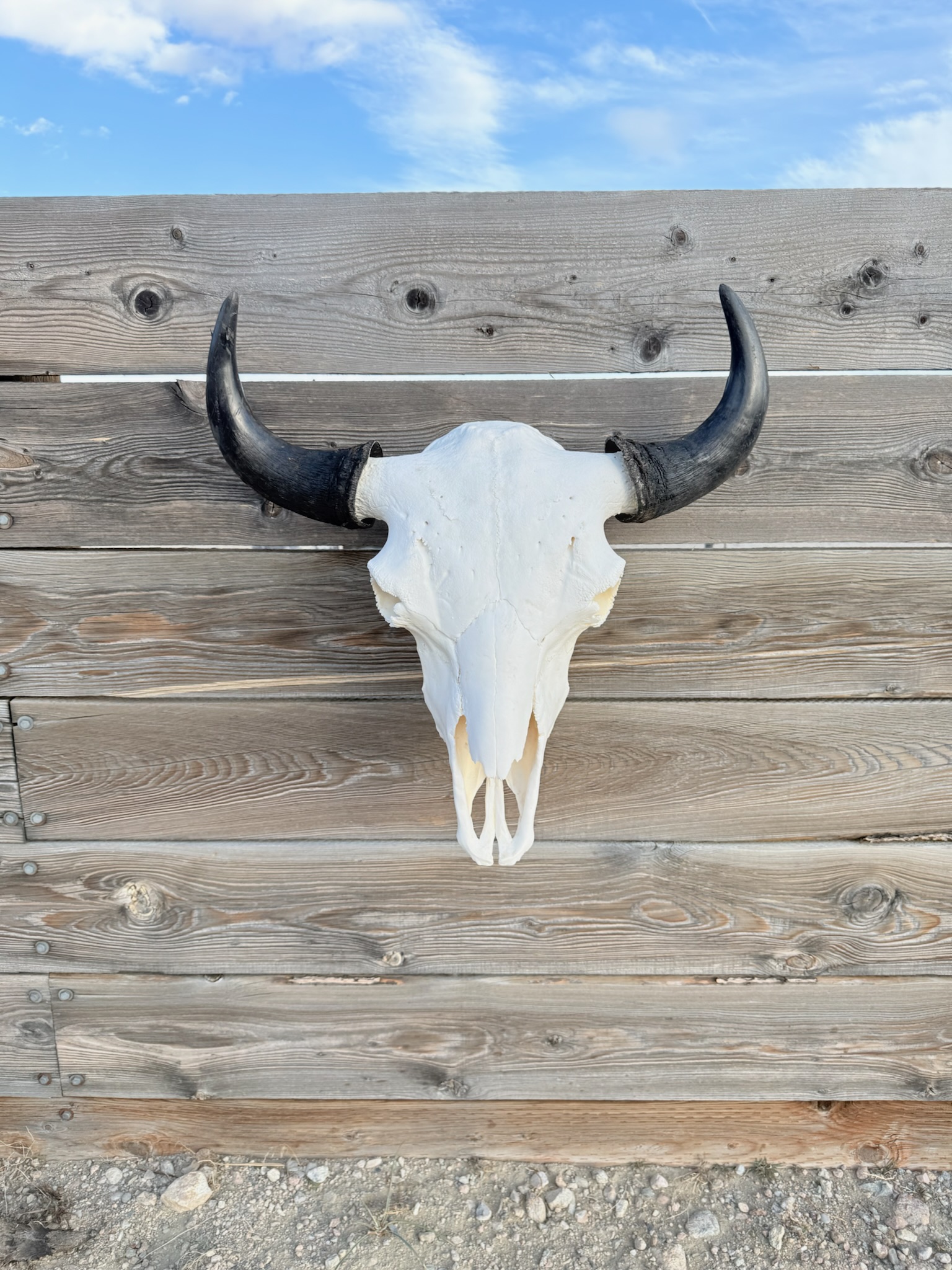 Extra Large Herd Bull Skulls 