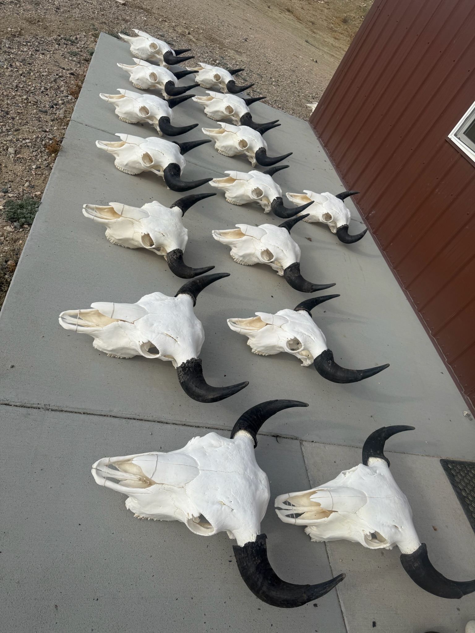 Mature Bull Skulls 