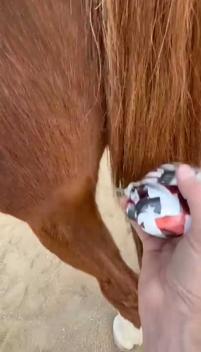Equine Cryotherapy starts@