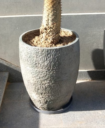 قصرية زرع كبيرة