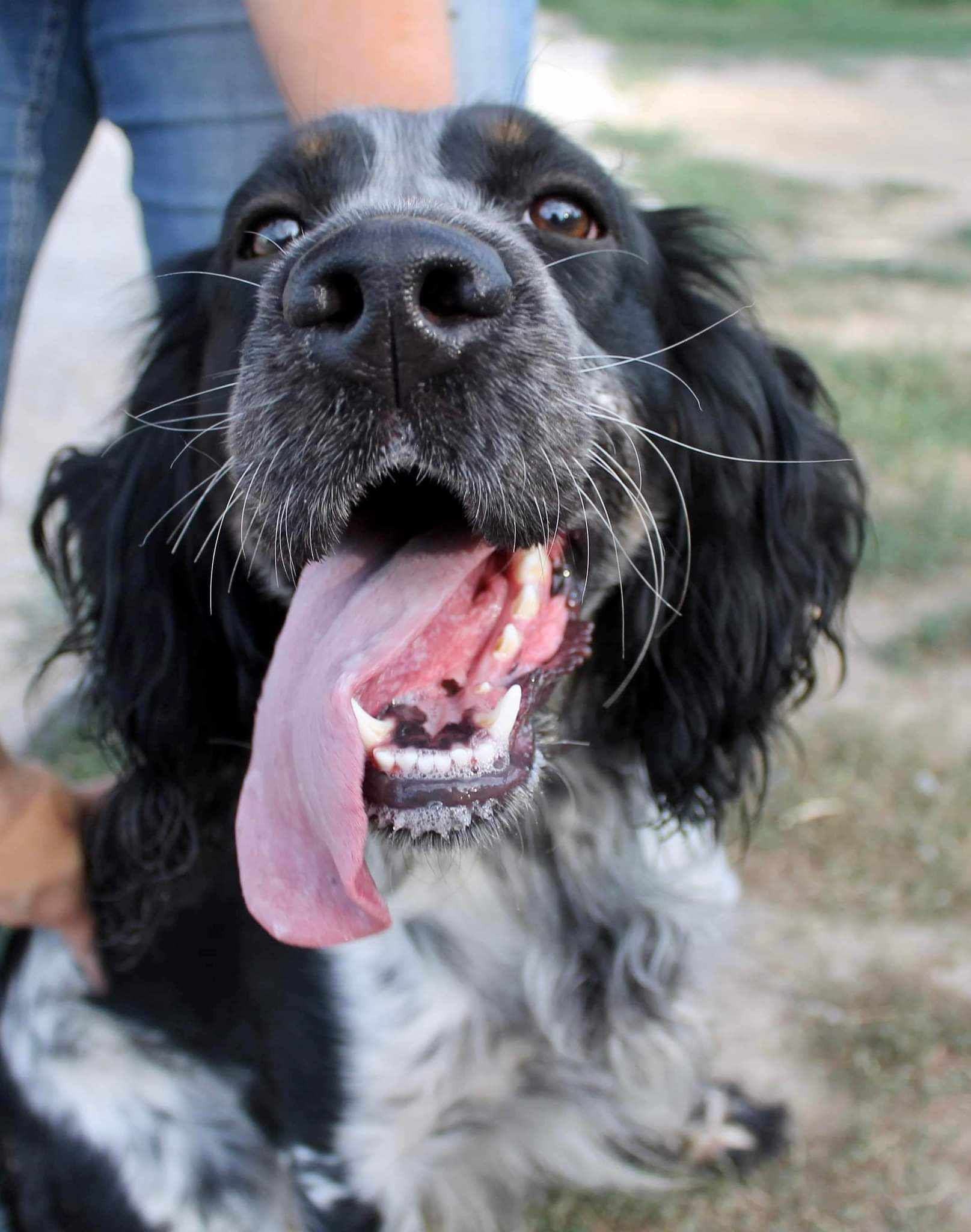 Mountain View Kennel Services