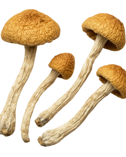 Frutos deshidratados 