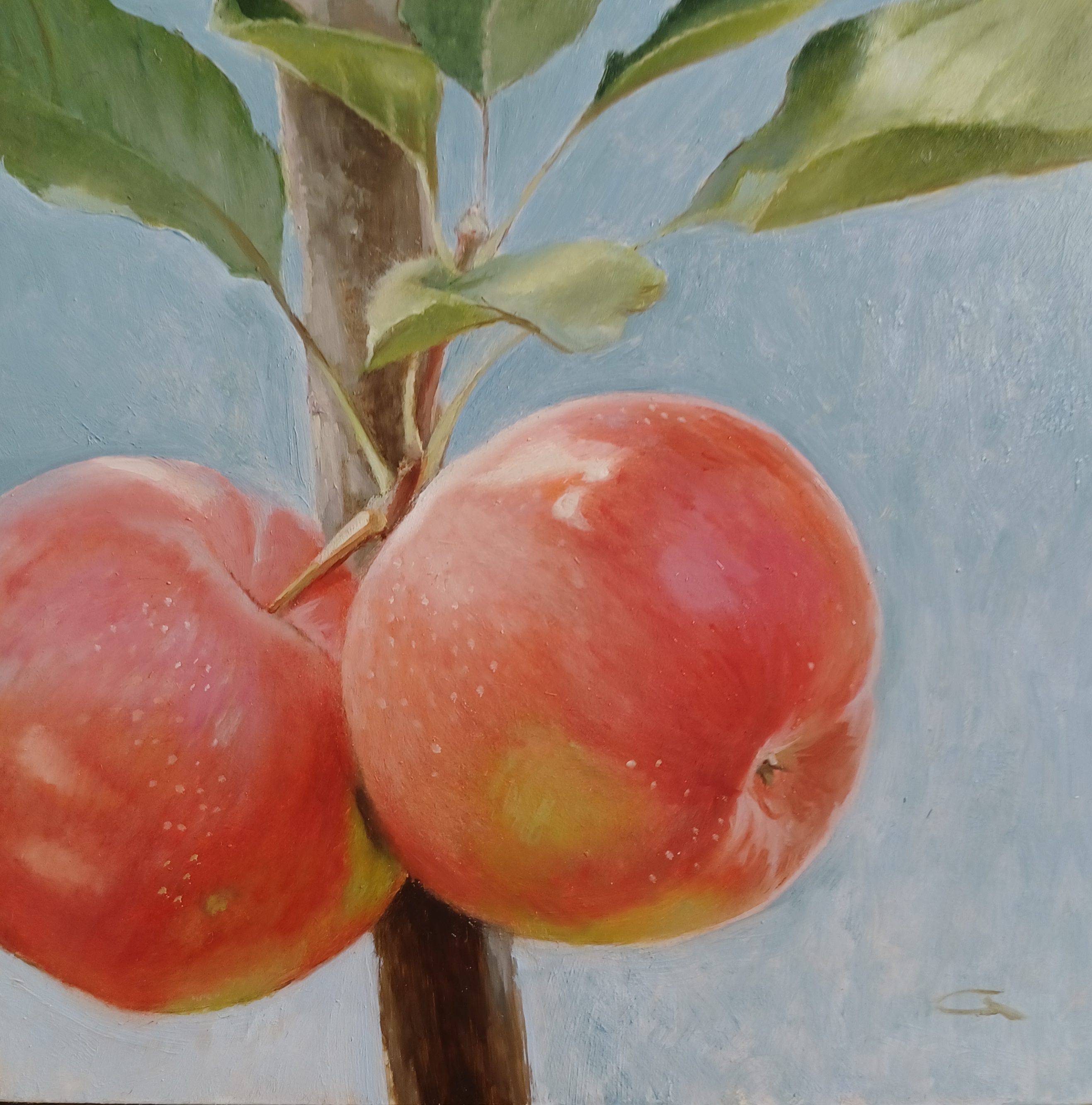 Two Apples on the Branch