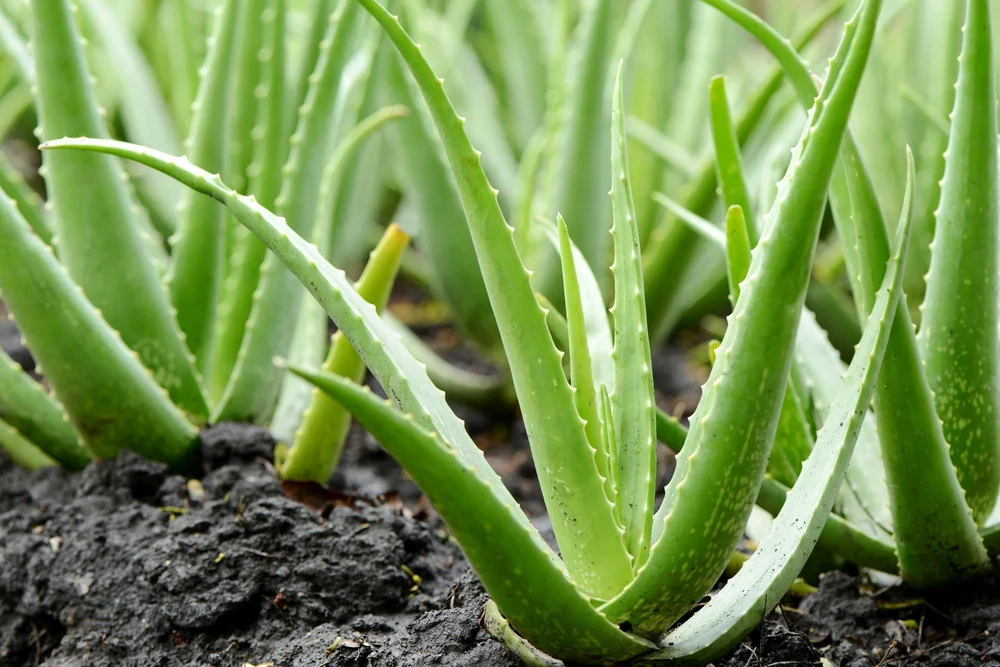 Aloe (Aloe Barbadensis Miller)