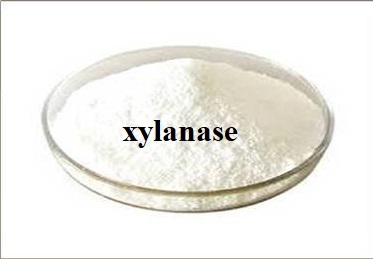Xylanase
