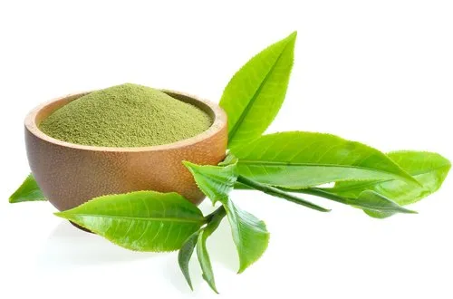 Green Tea Extract (Camellia Sinensis)