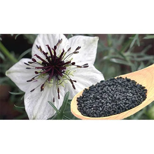 Kalonji Extract (Nigella Sativa)