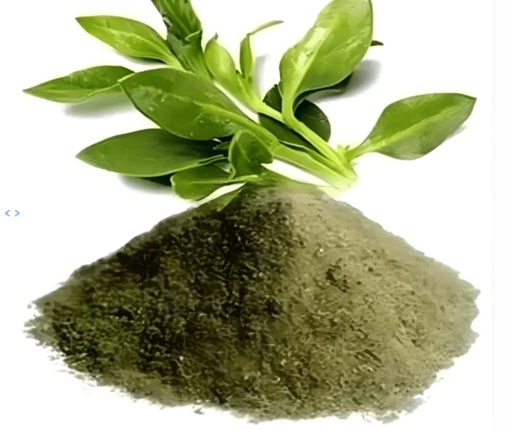 Kalmegh (Andrographis Paniculata)