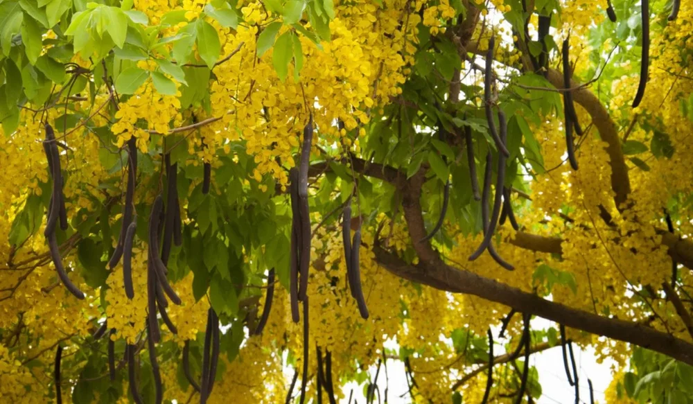 Amaltas Extract (Cassia Fistula)
