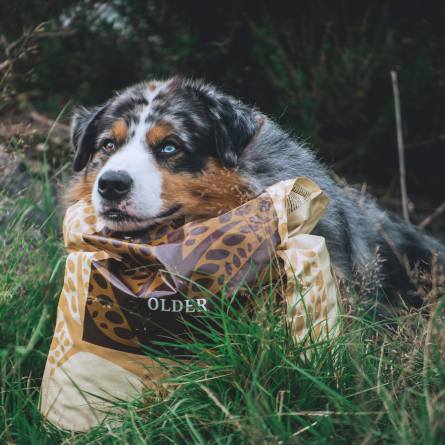 OLDER, 10KG  vyresniems šunims