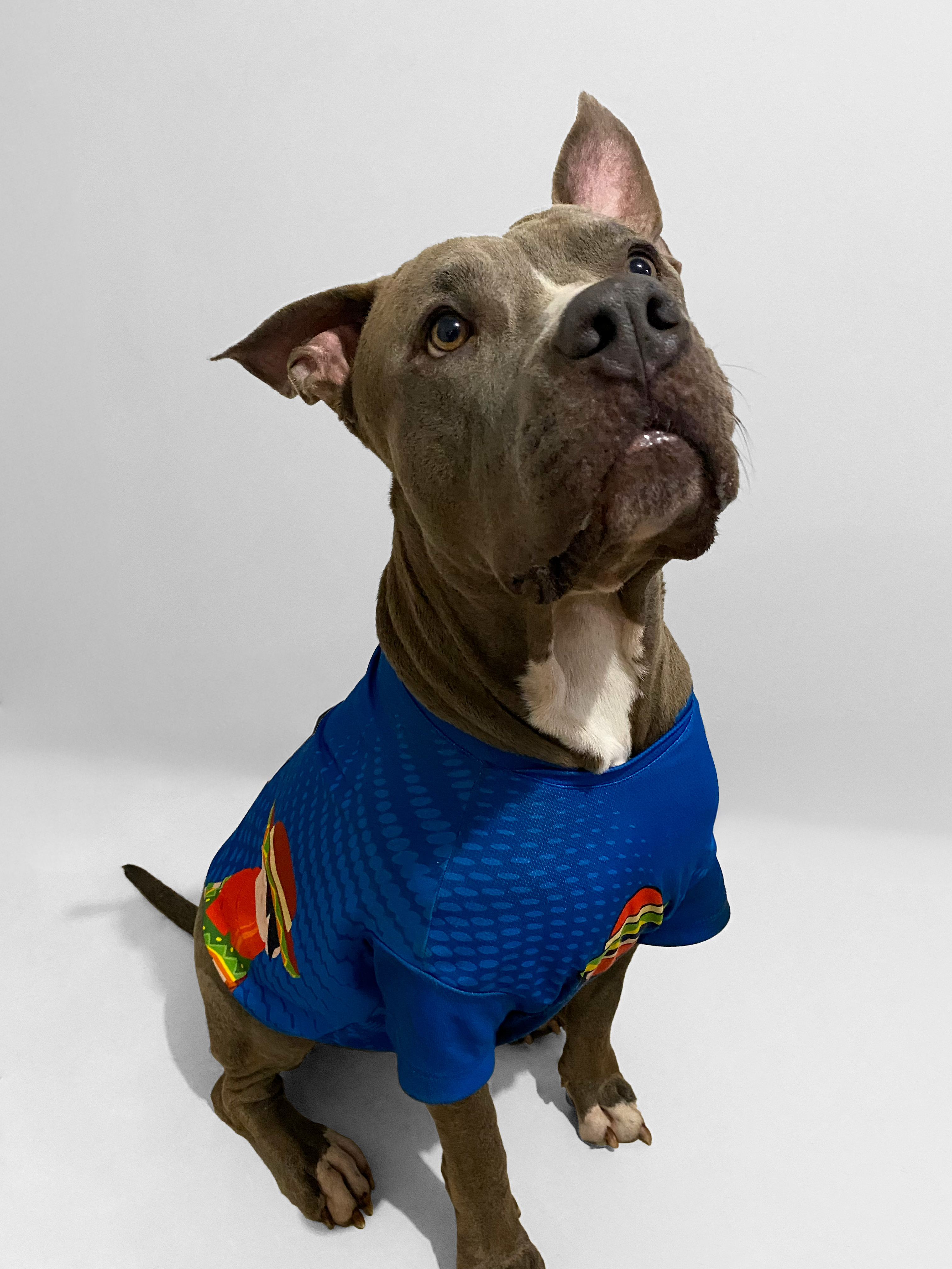 Camiseta Mascota Personalizada