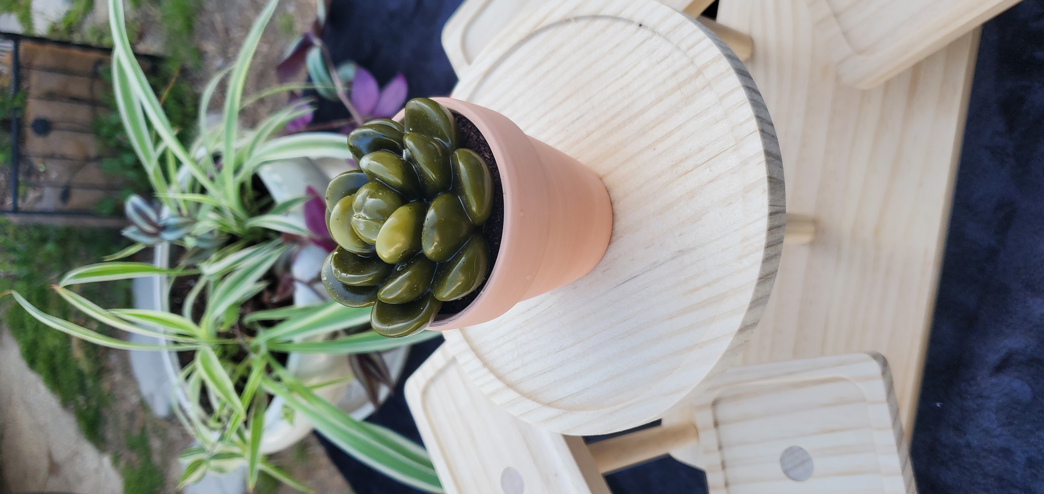 Citronella Succulent Candles