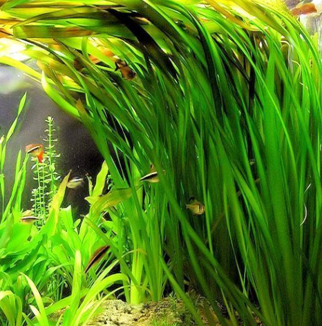 JUNGLE VALLISNERIA
